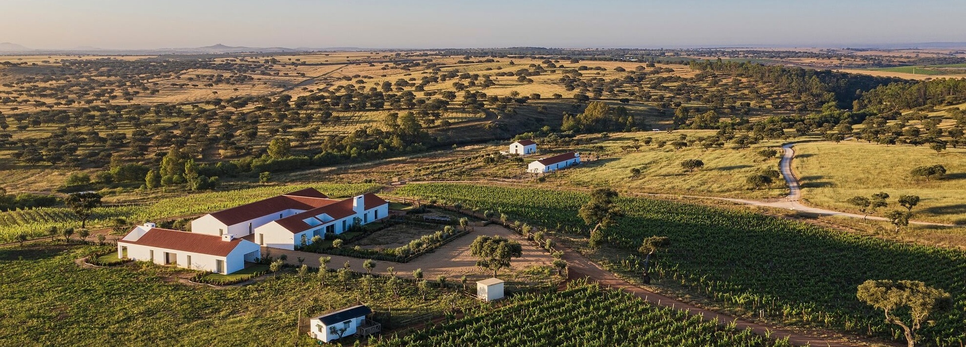 Luftaufnahme eines Weinguts.