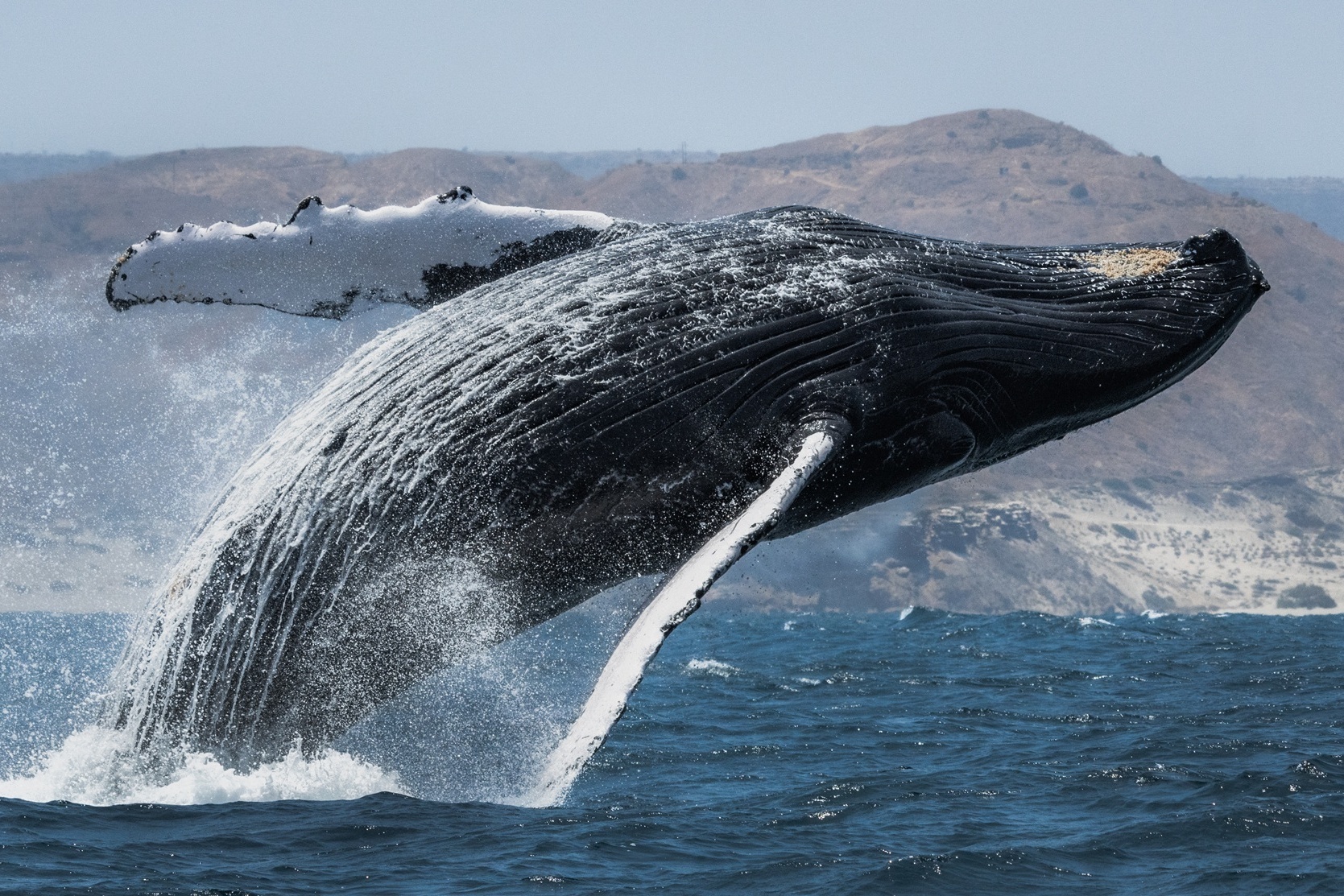 Wal in Peru während Kreuzfahrt mit HX Expeditions