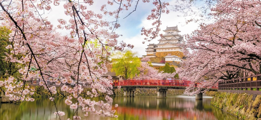 Ein blühender Kirschblütenbaum.