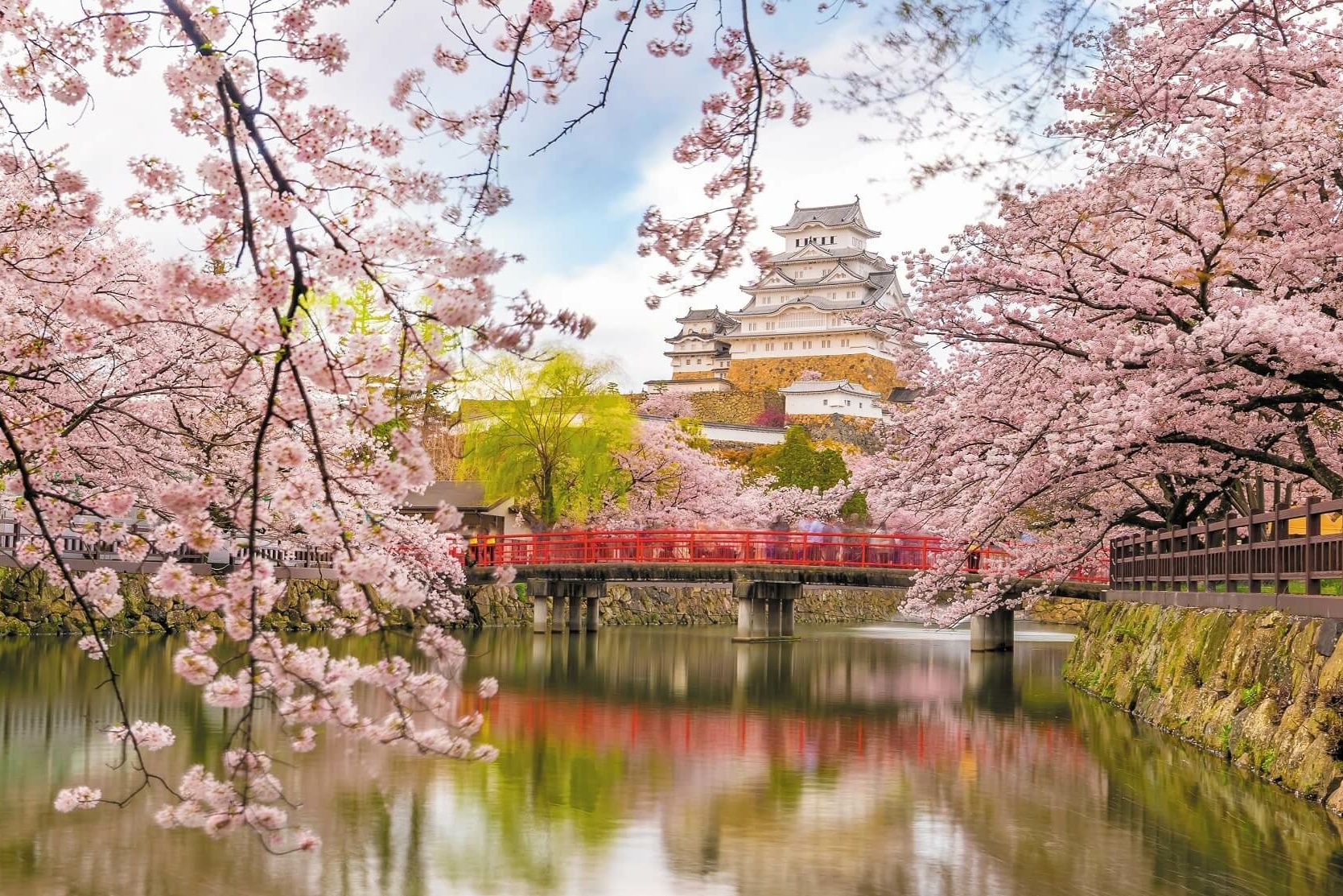 Ein blühender Kirschblütenbaum.