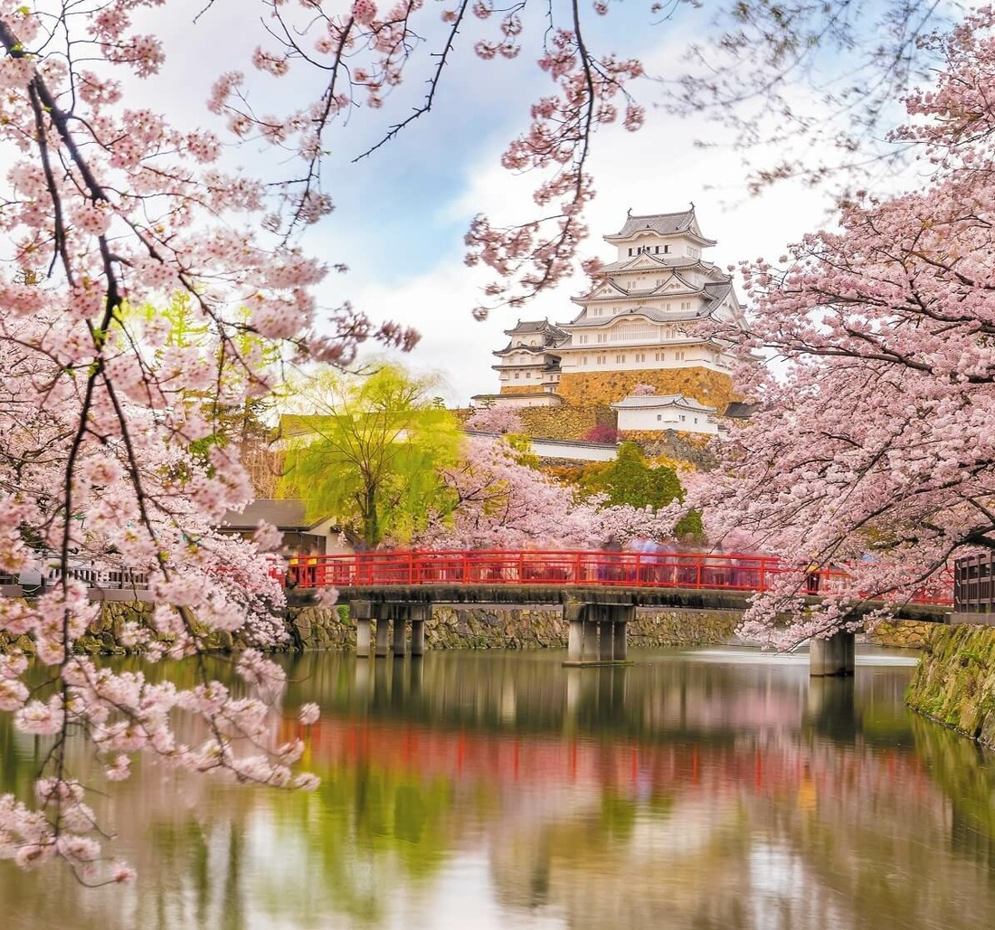 Ein blühender Kirschblütenbaum.