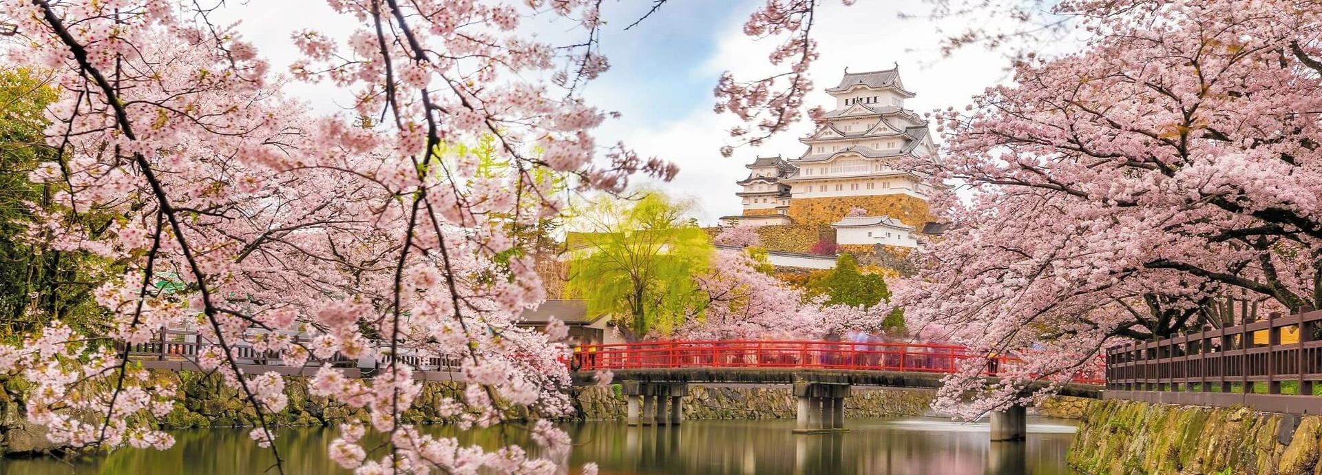 Ein blühender Kirschblütenbaum.