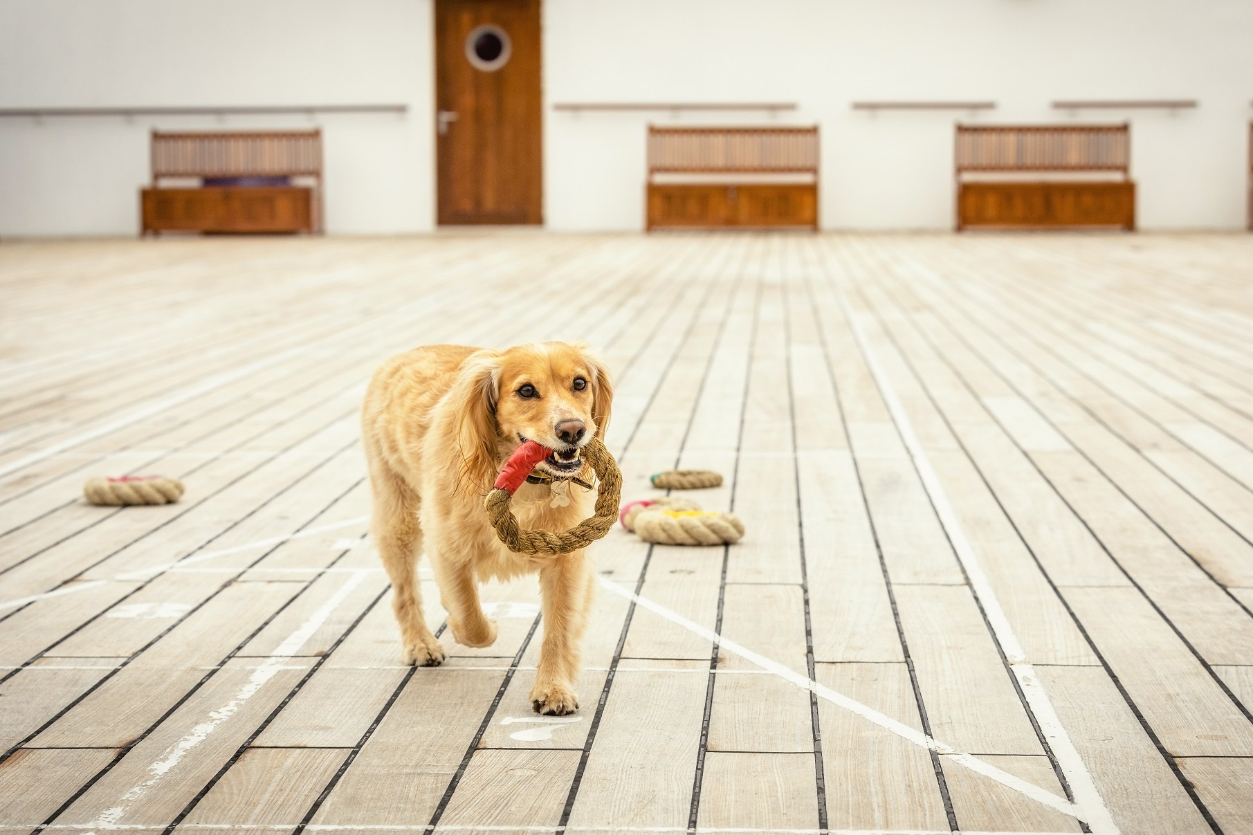 Hund an Bord der Queen Mary 2