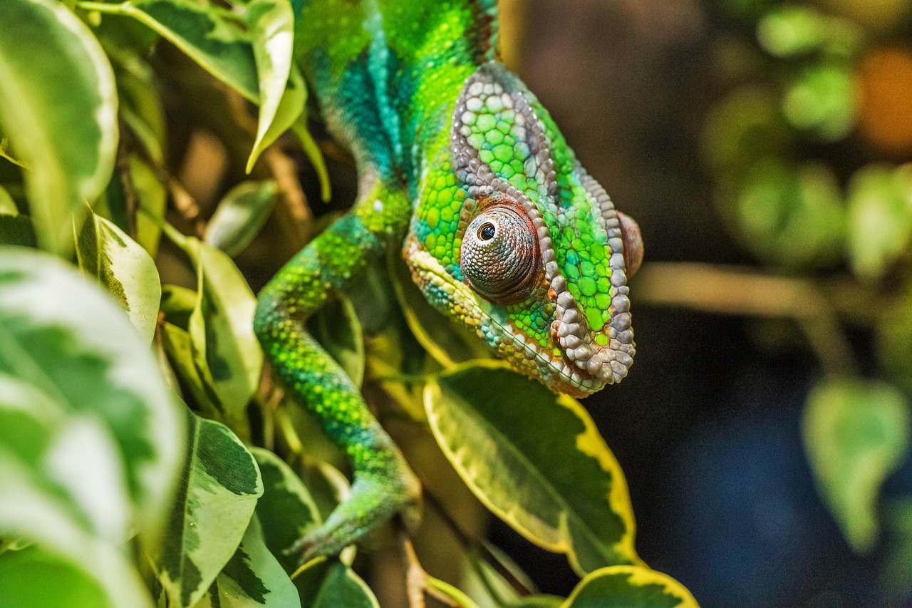 Ein Chamäleon im Amazonas.