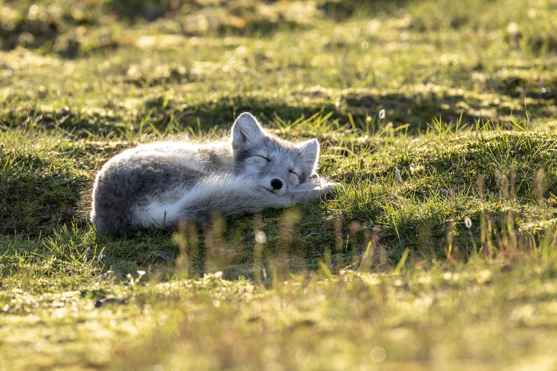 Tiere Spitzbergen